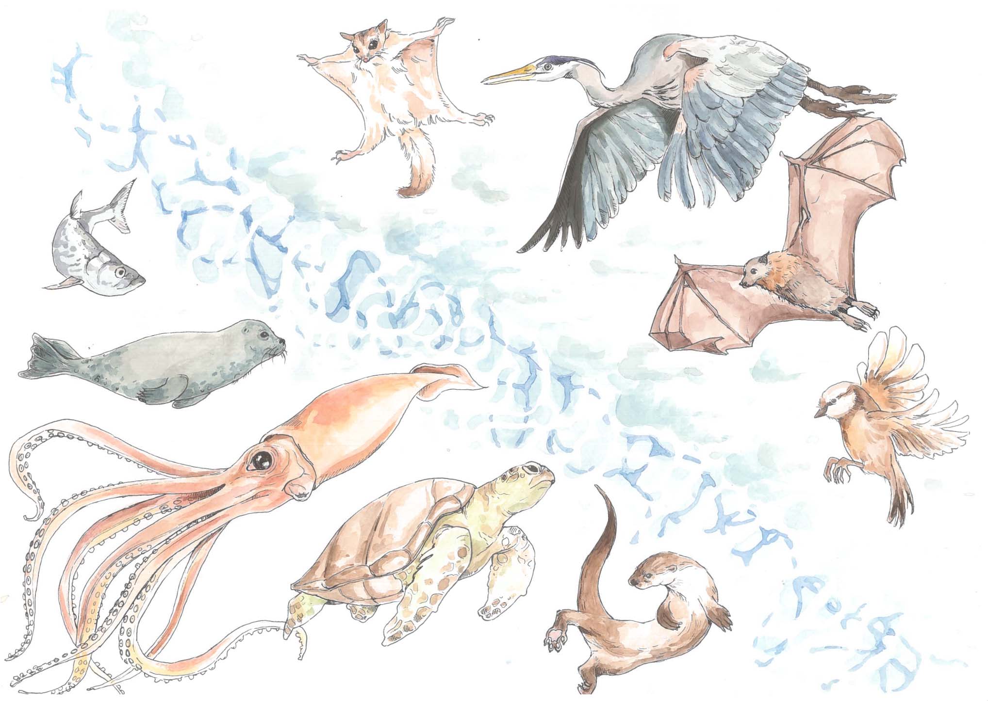 Galerie de l'évolution — Amandine Clerget